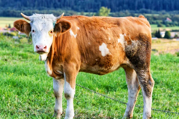 Red Brown Cow Standing Fresh Meadow — Stock Photo, Image