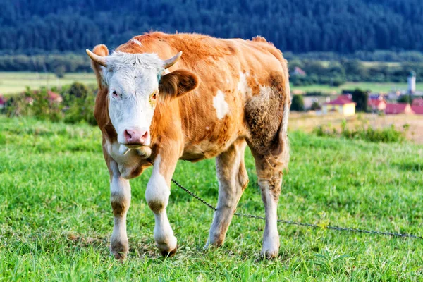 Red Brown Cow Standing Fresh Meadow — Stock Photo, Image