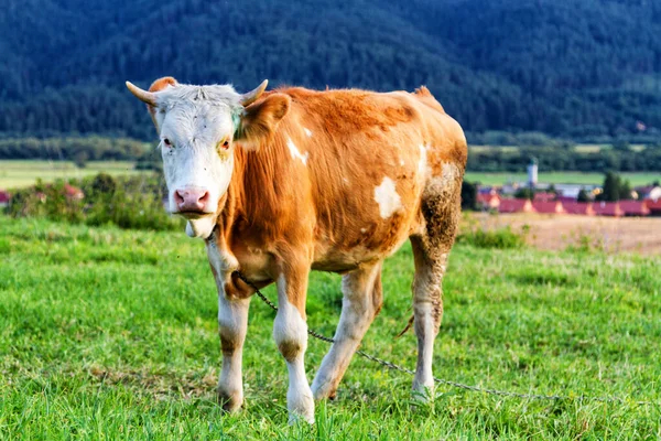 Red Brown Cow Standing Fresh Meadow — Stock Photo, Image
