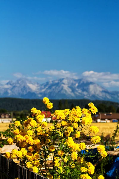 Fleurs Dans Jardin Avec Les Montagnes Tatra Arrière Plan Slovaquie — Photo