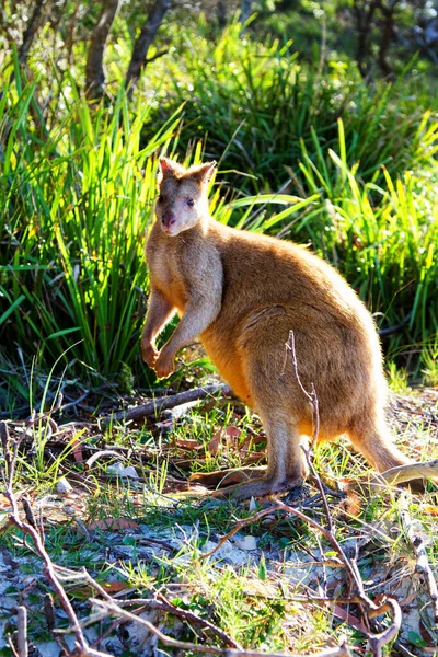 Wallaby Ágil Australiano Playa Parque Nacional Jervis Bay Nueva Gales —  Fotos de Stock