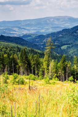 Rysianka, Beskid Zywiecki, Polonya 'ya giden yolu izle