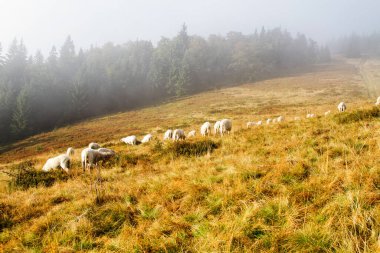 Beskid Zywiecki, Capathian Dağları, Polonya gibi güzel bir dağlık alanda otlayan bir koyun sürüsü.