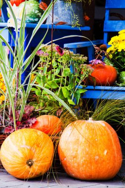 Çiçekler ve balkabaklarıyla bahçe kompozisyonu