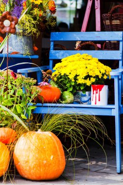 Çiçekler ve balkabaklarıyla bahçe kompozisyonu