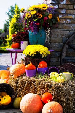 Çiçekler ve balkabaklarıyla bahçe kompozisyonu