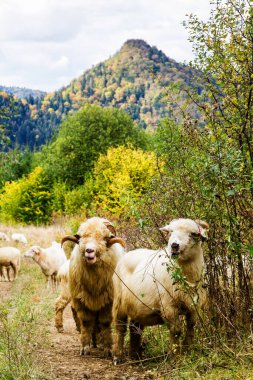 Dağlardaki koyun çiftliği. Pieniny Ulusal Parkı, Polonya