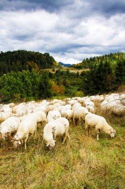 Dağlardaki koyun çiftliği. Pieniny Ulusal Parkı, Polonya