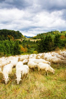 Dağlardaki koyun çiftliği. Pieniny Ulusal Parkı, Polonya
