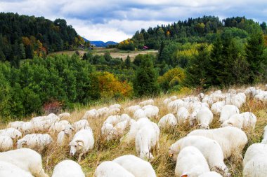 Dağlardaki koyun çiftliği. Pieniny Ulusal Parkı, Polonya