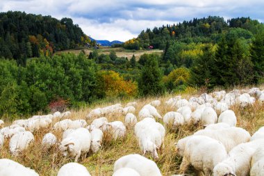 Dağlardaki koyun çiftliği. Pieniny Ulusal Parkı, Polonya