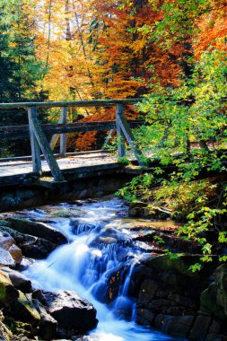 Dağ nehri. Renkli kayın ve akçaağaç yapraklı çakıllar. Yağmurlu bir günden sonra nehir kıyısında taze yeşil yosunlu taşlar ve kayalar.