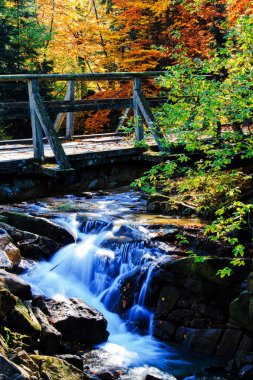 Dağ nehri. Renkli kayın ve akçaağaç yapraklı çakıllar. Yağmurlu bir günden sonra nehir kıyısında taze yeşil yosunlu taşlar ve kayalar.
