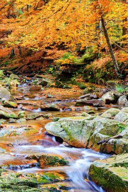 Çevresinde yeşil doğa olan Dağ Akıntısı