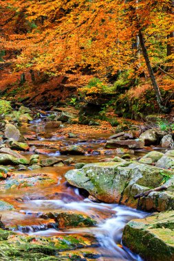 Çevresinde yeşil doğa olan Dağ Akıntısı