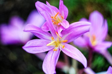 Sonbahar krokusu (Colchicum Autumnale)