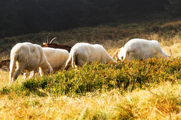 Hejno Ovcí Pasoucích Krásné Horské Oblasti Beskid Zywiecki Capathian Mountains — Stock fotografie