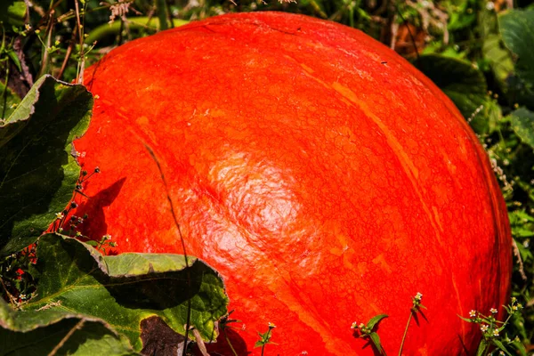 Abóbora Madura Laranja Enorme Campo Outono Dia Ensolarado — Fotografia de Stock