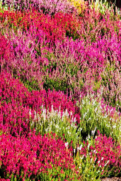 Flores Brezo Florecen Otoño — Foto de Stock