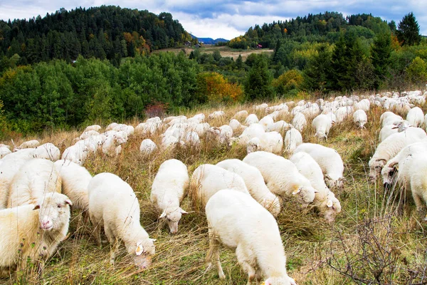 Ferme Ovine Dans Les Montagnes Parc National Pieniny Pologne — Photo