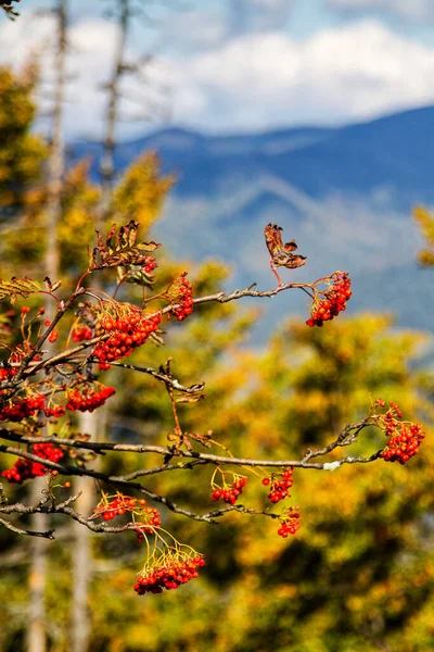 Rönnbär Sorbus Aucuparia — Stockfoto