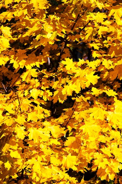 Krásné Zlaté Javorové Listy — Stock fotografie