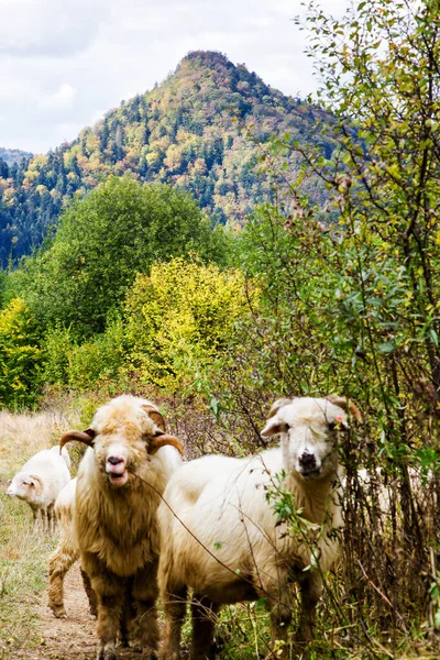 Ferme Ovine Dans Les Montagnes Parc National Pieniny Pologne — Photo