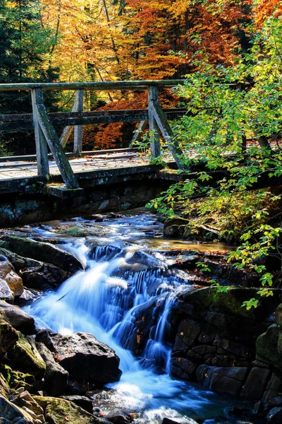 Dağ nehri. Renkli kayın ve akçaağaç yapraklı çakıllar. Yağmurlu bir günden sonra nehir kıyısında taze yeşil yosunlu taşlar ve kayalar.