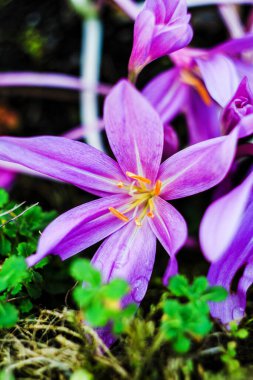 Sonbahar krokusu (Colchicum Autumnale)