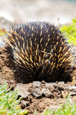 Echidna (Takiglossus aculeatus), Victoria, Avustralya