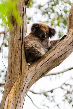 Yaban Koala (Phascolarctos cinereus), Victoria, Avustralya 'daki ünlü Büyük Okyanus Yolu boyunca Otway Burnu' nda.