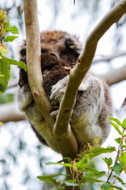 Yaban Koala (Phascolarctos cinereus), Victoria, Avustralya 'daki ünlü Büyük Okyanus Yolu boyunca Otway Burnu' nda.