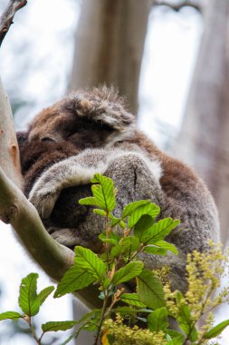 Yaban Koala (Phascolarctos cinereus), Victoria, Avustralya 'daki ünlü Büyük Okyanus Yolu boyunca Otway Burnu' nda.