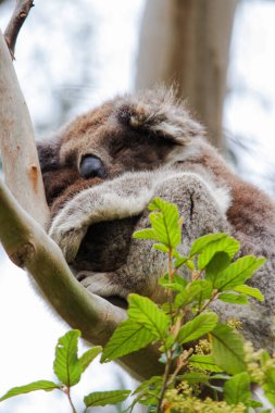 Yaban Koala (Phascolarctos cinereus), Victoria, Avustralya 'daki ünlü Büyük Okyanus Yolu boyunca Otway Burnu' nda.