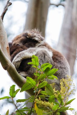 Yaban Koala (Phascolarctos cinereus), Victoria, Avustralya 'daki ünlü Büyük Okyanus Yolu boyunca Otway Burnu' nda.