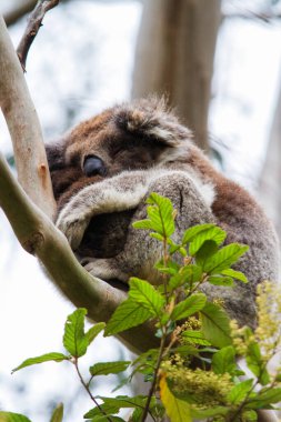 Yaban Koala (Phascolarctos cinereus), Victoria, Avustralya 'daki ünlü Büyük Okyanus Yolu boyunca Otway Burnu' nda.