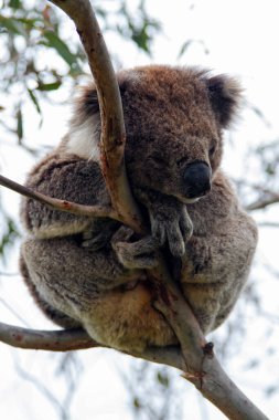 Yaban Koala (Phascolarctos cinereus), Victoria, Avustralya 'daki ünlü Büyük Okyanus Yolu boyunca Otway Burnu' nda.