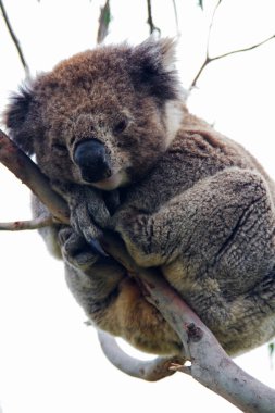 Yaban Koala (Phascolarctos cinereus), Victoria, Avustralya 'daki ünlü Büyük Okyanus Yolu boyunca Otway Burnu' nda.