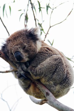 Yaban Koala (Phascolarctos cinereus), Victoria, Avustralya 'daki ünlü Büyük Okyanus Yolu boyunca Otway Burnu' nda.