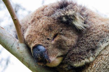 Yaban Koala (Phascolarctos cinereus), Victoria, Avustralya 'daki ünlü Büyük Okyanus Yolu boyunca Otway Burnu' nda.