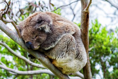 Yaban Koala (Phascolarctos cinereus), Victoria, Avustralya 'daki ünlü Büyük Okyanus Yolu boyunca Otway Burnu' nda.