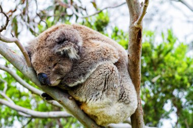Yaban Koala (Phascolarctos cinereus), Victoria, Avustralya 'daki ünlü Büyük Okyanus Yolu boyunca Otway Burnu' nda.
