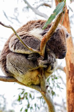 Yaban Koala (Phascolarctos cinereus), Victoria, Avustralya 'daki ünlü Büyük Okyanus Yolu boyunca Otway Burnu' nda.