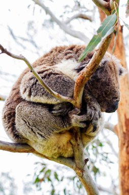 Yaban Koala (Phascolarctos cinereus), Victoria, Avustralya 'daki ünlü Büyük Okyanus Yolu boyunca Otway Burnu' nda.