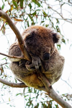 Yaban Koala (Phascolarctos cinereus), Victoria, Avustralya 'daki ünlü Büyük Okyanus Yolu boyunca Otway Burnu' nda.