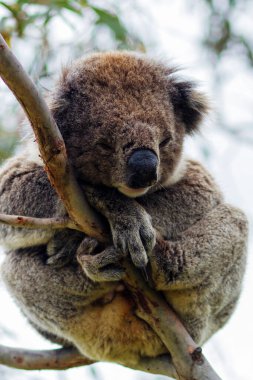 Yaban Koala (Phascolarctos cinereus), Victoria, Avustralya 'daki ünlü Büyük Okyanus Yolu boyunca Otway Burnu' nda.