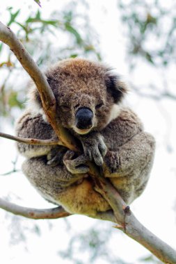 Yaban Koala (Phascolarctos cinereus), Victoria, Avustralya 'daki ünlü Büyük Okyanus Yolu boyunca Otway Burnu' nda.