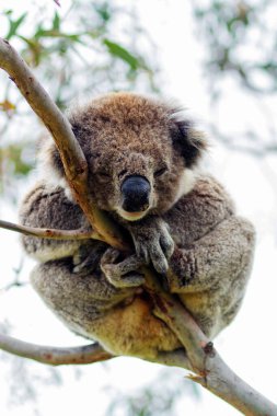 Yaban Koala (Phascolarctos cinereus), Victoria, Avustralya 'daki ünlü Büyük Okyanus Yolu boyunca Otway Burnu' nda.