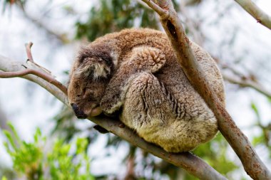 Yaban Koala (Phascolarctos cinereus), Victoria, Avustralya 'daki ünlü Büyük Okyanus Yolu boyunca Otway Burnu' nda.