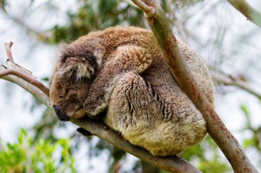 Yaban Koala (Phascolarctos cinereus), Victoria, Avustralya 'daki ünlü Büyük Okyanus Yolu boyunca Otway Burnu' nda.
